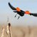 Red-winged Blackbird
